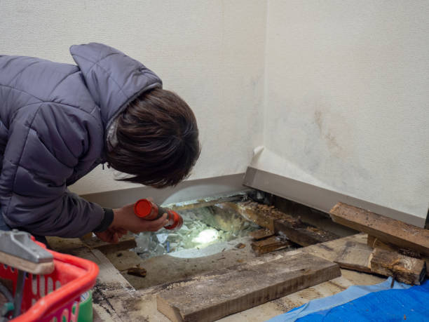 Best Post-Construction Mold Inspection  in Rossville, MD
