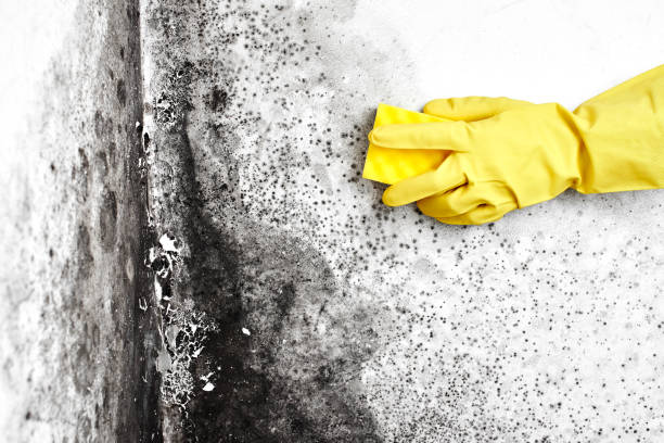 Best Dehumidification Services  in Rossville, MD