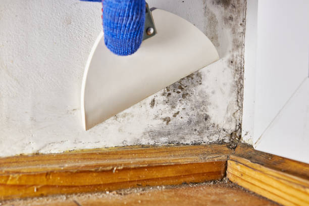 Best Residential Mold Inspection & Testing  in Rossville, MD