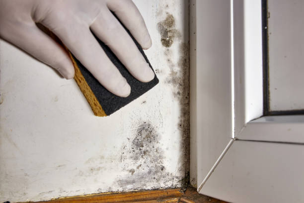 Professional Mold Removal in Rossville, MD